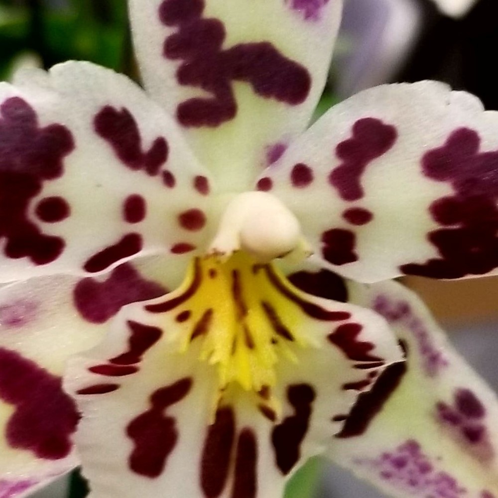 Meet your Posher, Lorraine